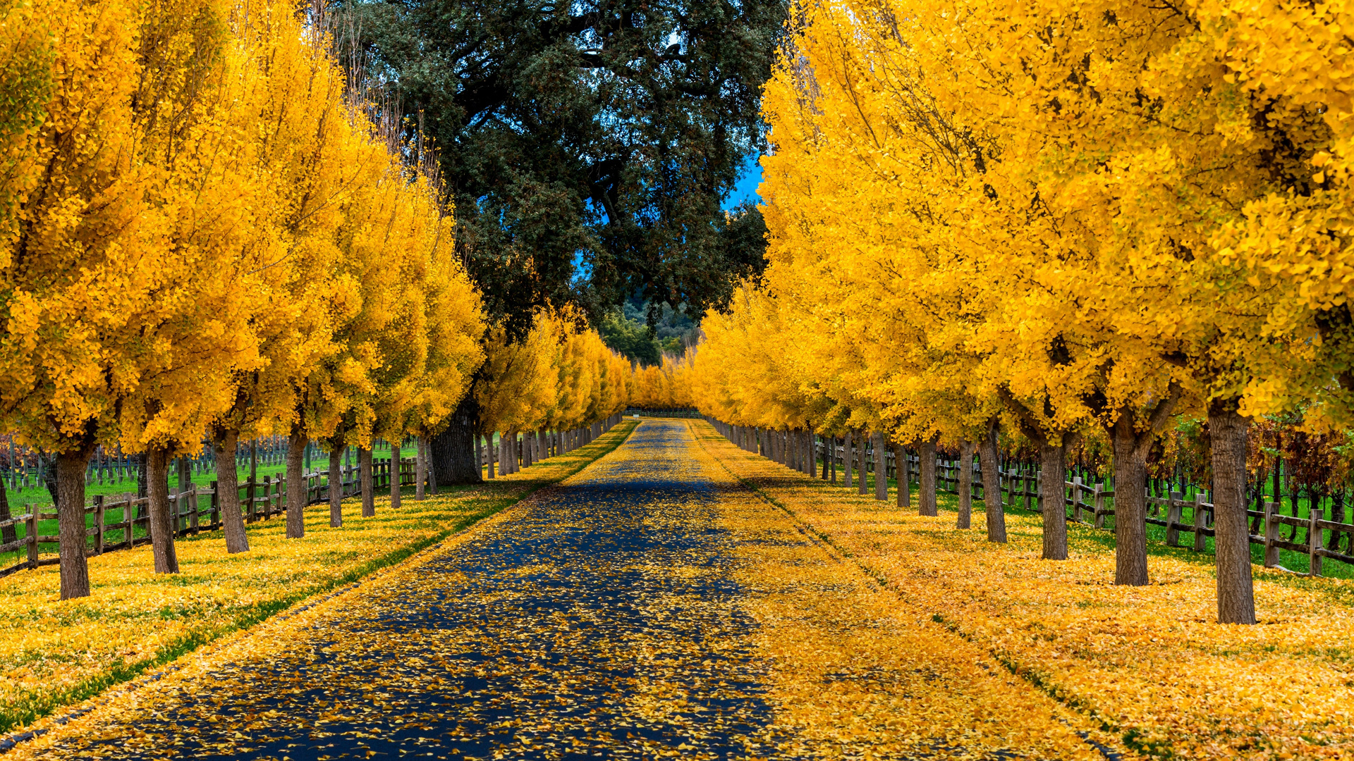 Yellow Leaf Trees on The Side of The Road. Wallpaper in 1920x1080 Resolution