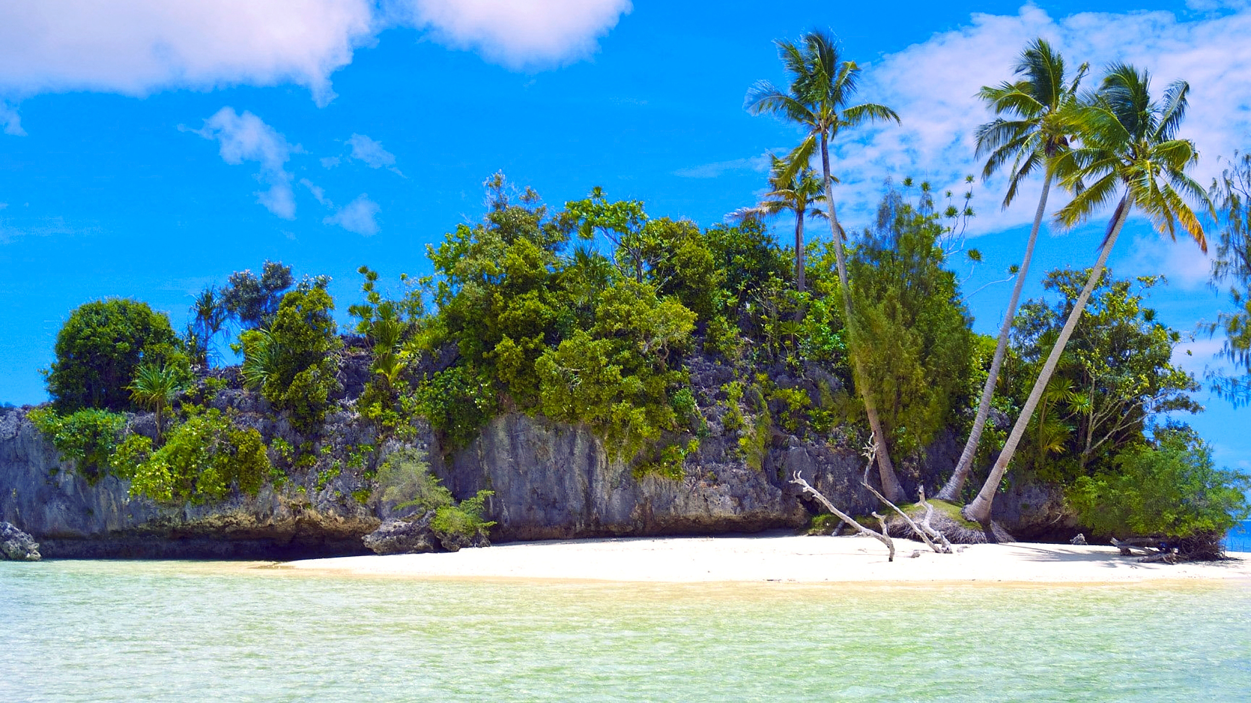 Green Trees Near Body of Water During Daytime. Wallpaper in 2560x1440 Resolution
