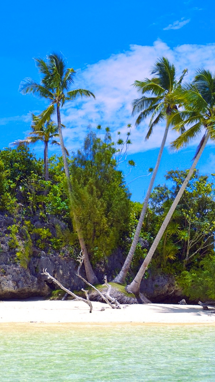 Green Trees Near Body of Water During Daytime. Wallpaper in 750x1334 Resolution
