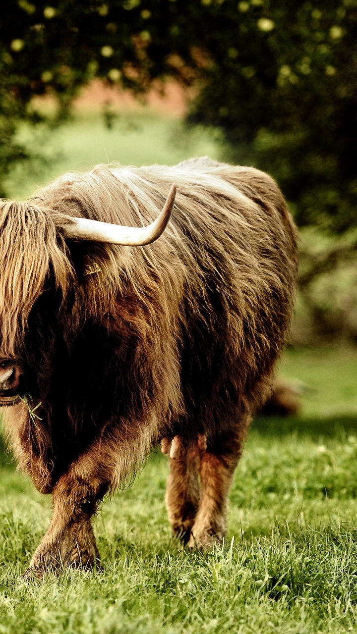 Brown Yak on Green Grass Field During Daytime. Wallpaper in 720x1280 Resolution
