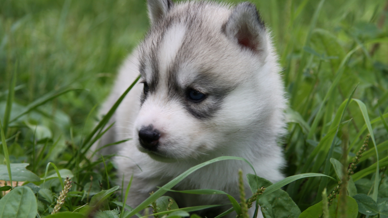 White and Black Siberian Husky Puppy on Green Grass During Daytime. Wallpaper in 1280x720 Resolution