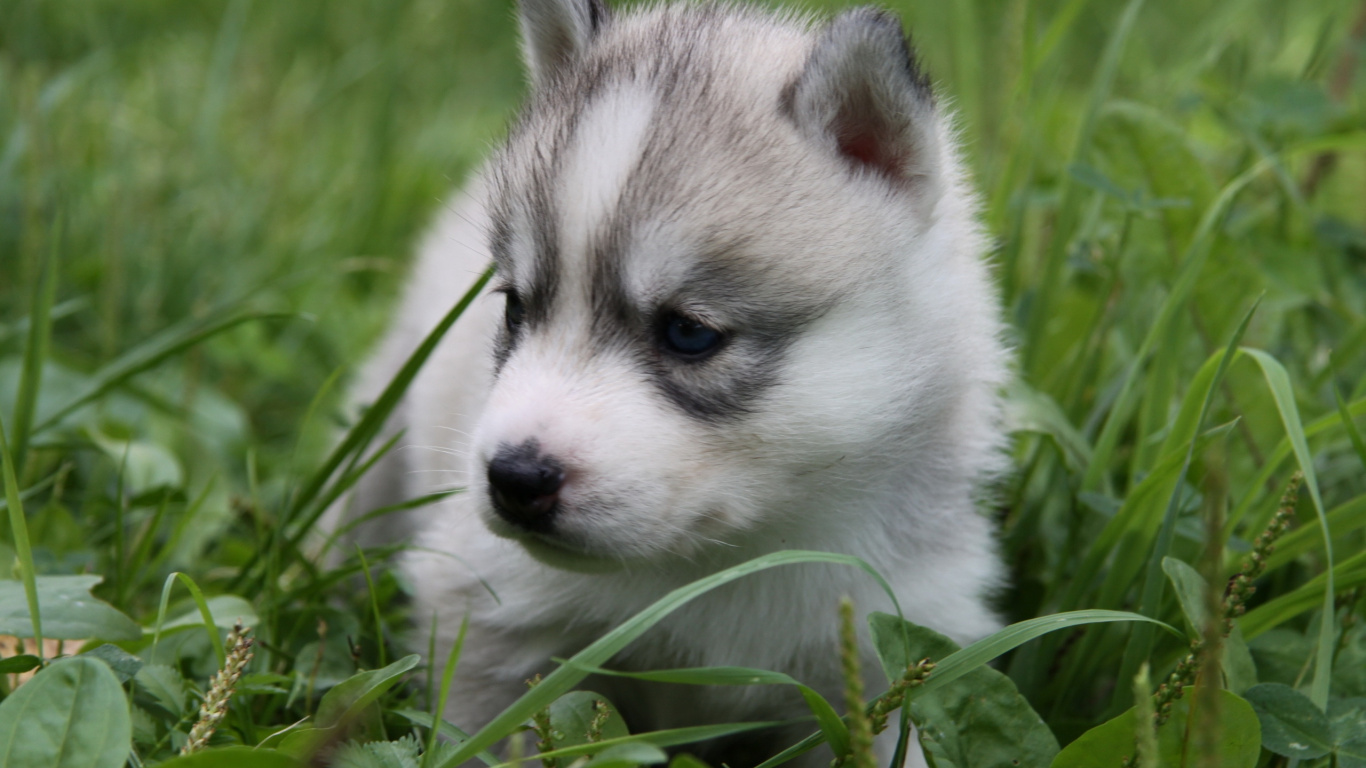 White and Black Siberian Husky Puppy on Green Grass During Daytime. Wallpaper in 1366x768 Resolution