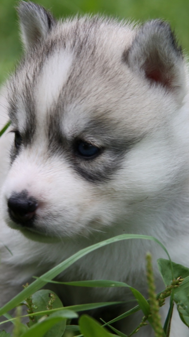 White and Black Siberian Husky Puppy on Green Grass During Daytime. Wallpaper in 720x1280 Resolution