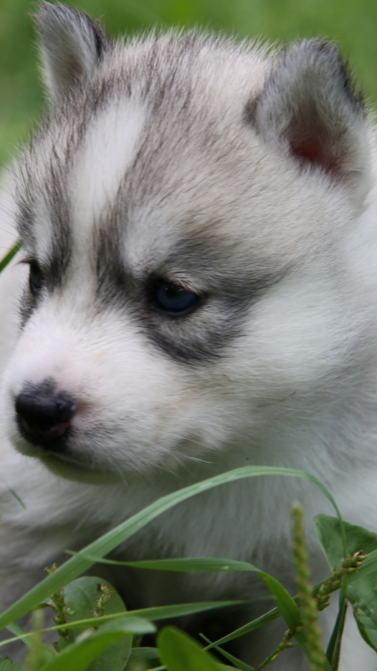 White and Black Siberian Husky Puppy on Green Grass During Daytime. Wallpaper in 750x1334 Resolution