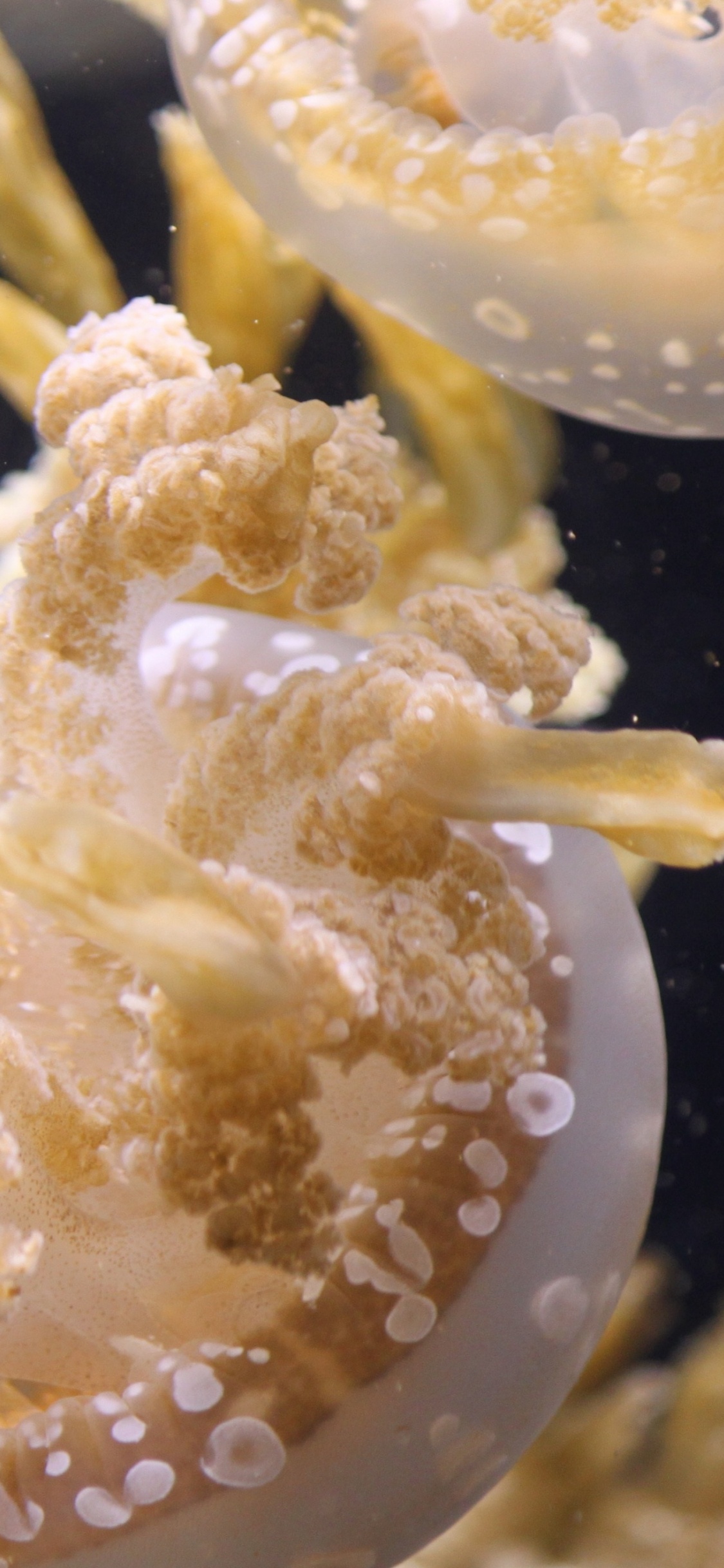 White and Brown Jellyfish in Water. Wallpaper in 1125x2436 Resolution