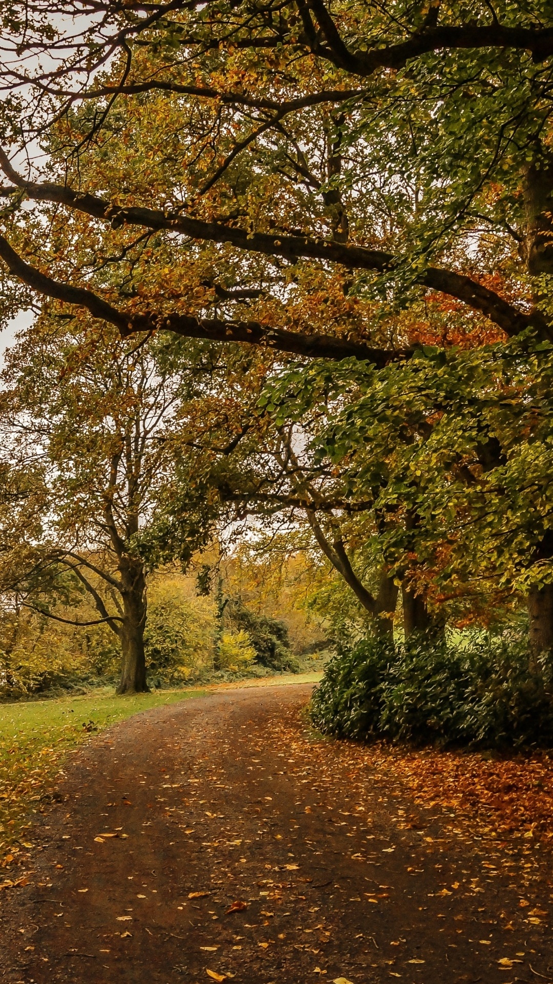 Leaf, Brown, Plant, Tree, Natural Landscape. Wallpaper in 1080x1920 Resolution