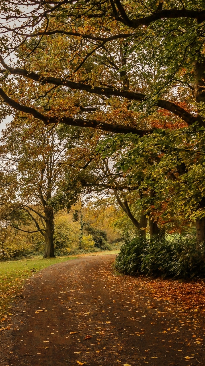 Leaf, Brown, Plant, Tree, Natural Landscape. Wallpaper in 720x1280 Resolution