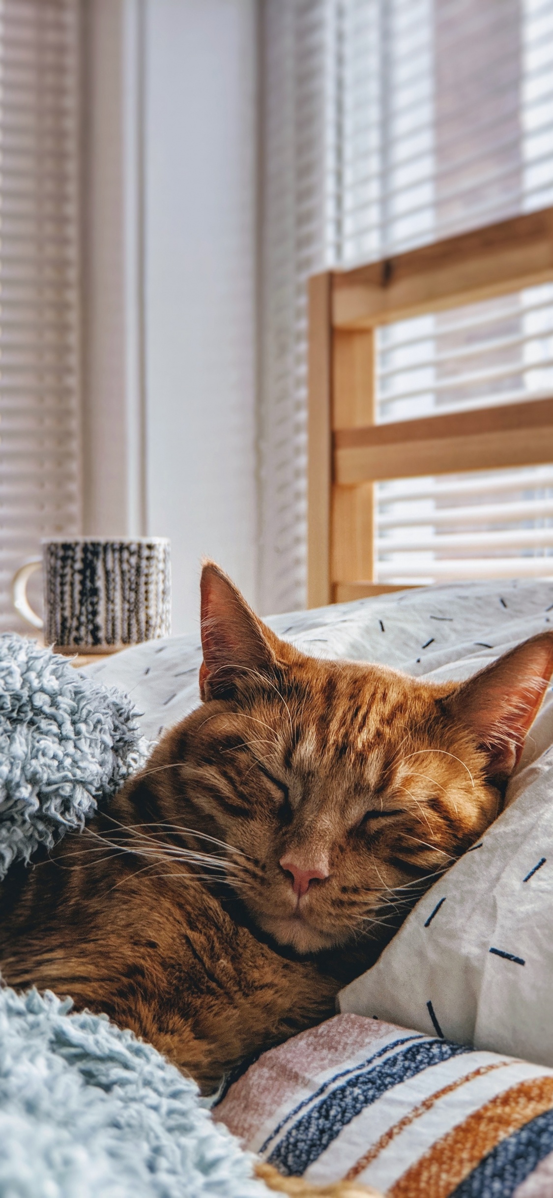 Brown Tabby Cat Lying on White and Black Textile. Wallpaper in 1125x2436 Resolution