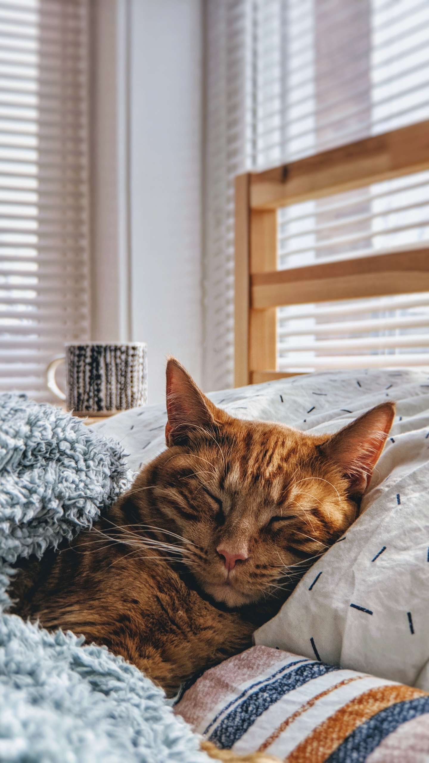 Brown Tabby Cat Lying on White and Black Textile. Wallpaper in 1440x2560 Resolution