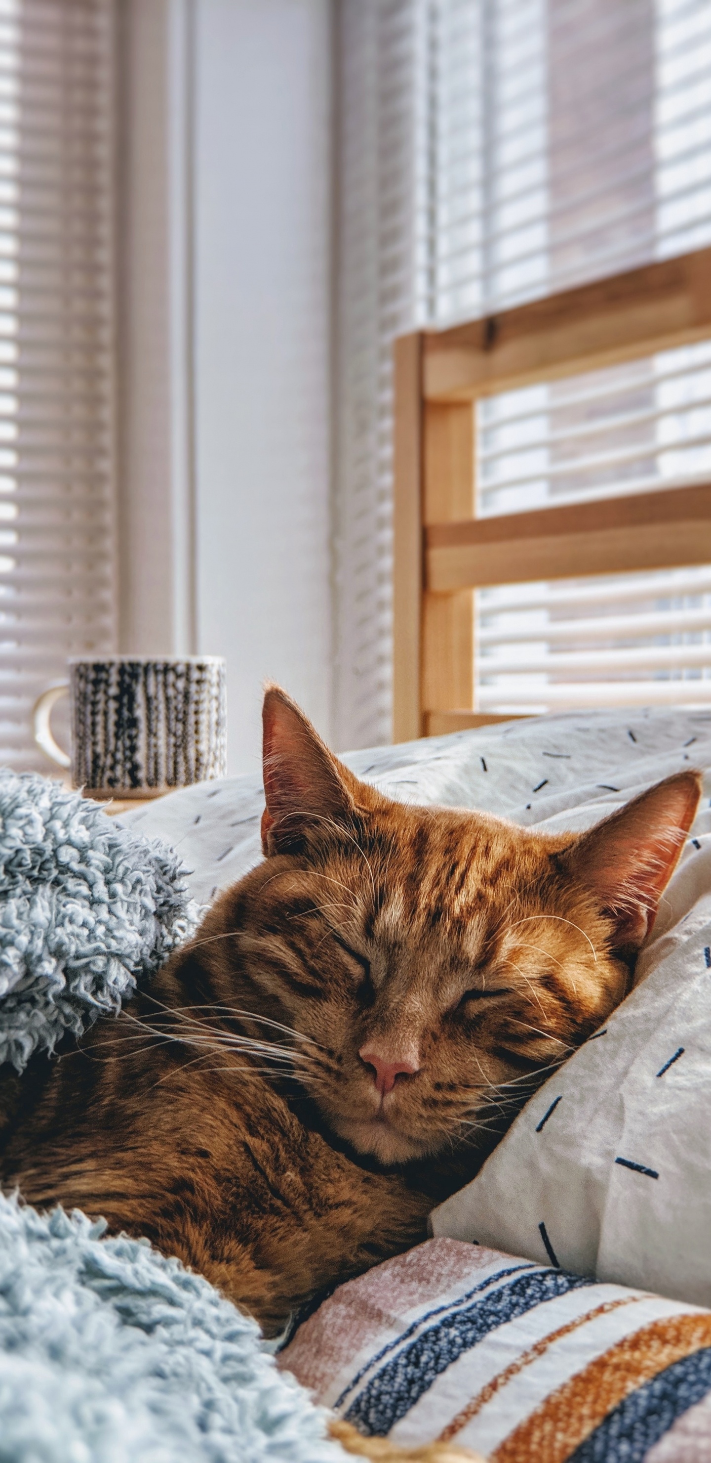 Brown Tabby Cat Lying on White and Black Textile. Wallpaper in 1440x2960 Resolution