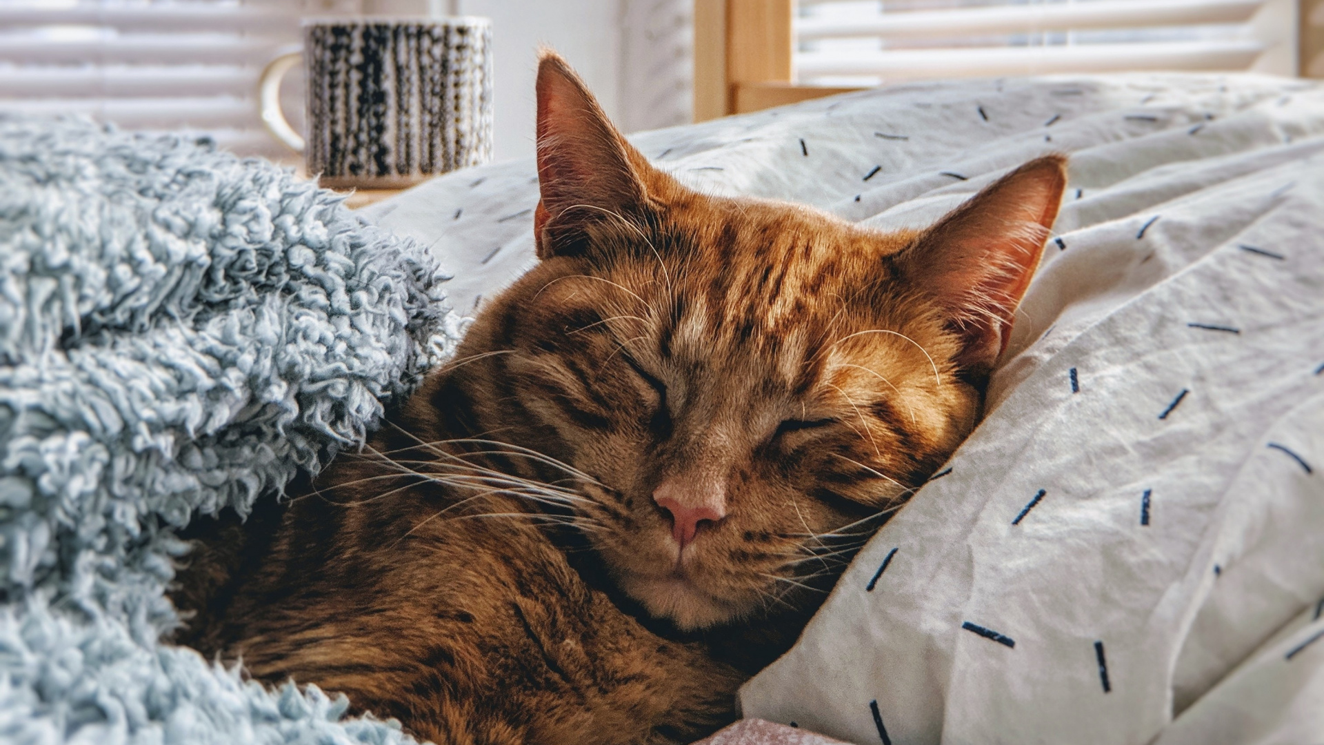 Brown Tabby Cat Lying on White and Black Textile. Wallpaper in 1920x1080 Resolution