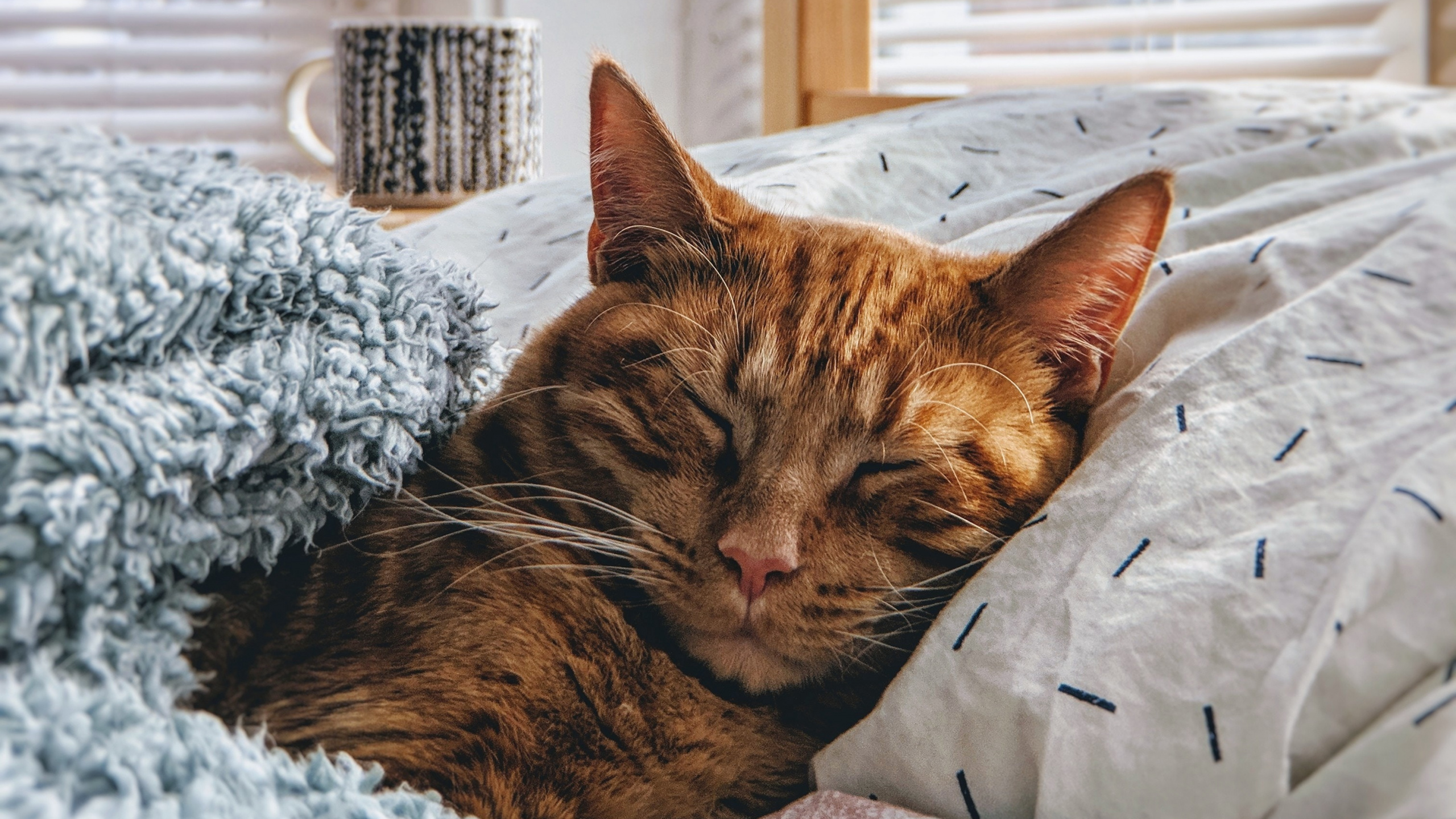 Brown Tabby Cat Lying on White and Black Textile. Wallpaper in 2560x1440 Resolution