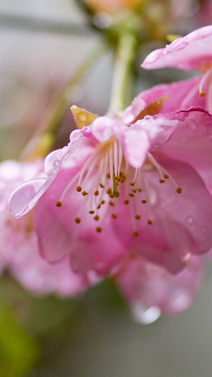 Pink Flower in Tilt Shift Lens. Wallpaper in 720x1280 Resolution