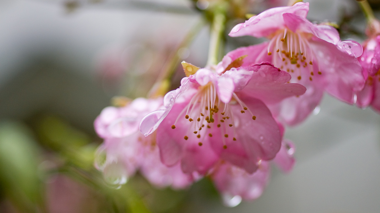 Rosa Blume in Tilt-Shift-Linse. Wallpaper in 1280x720 Resolution
