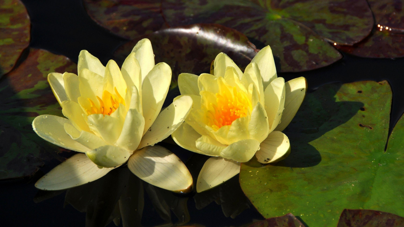 莲家庭, 黄色的, 弹簧, 野花, 莲 壁纸 1366x768 允许