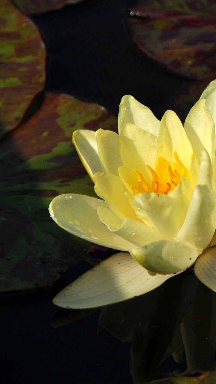 White Lotus Flower on Water. Wallpaper in 720x1280 Resolution