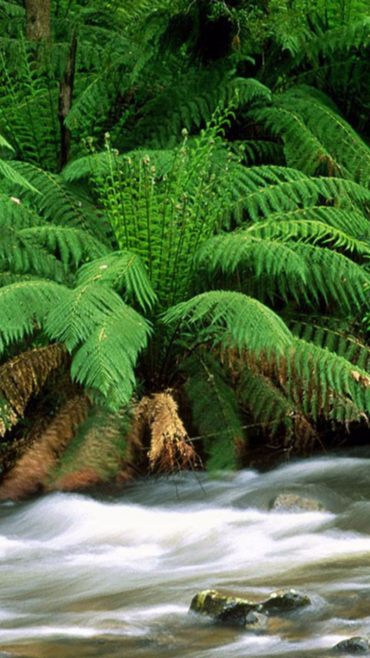Green Palm Tree Beside River. Wallpaper in 750x1334 Resolution