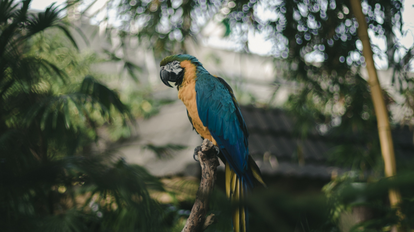 Blue and Yellow Bird on Tree Branch During Daytime. Wallpaper in 1366x768 Resolution