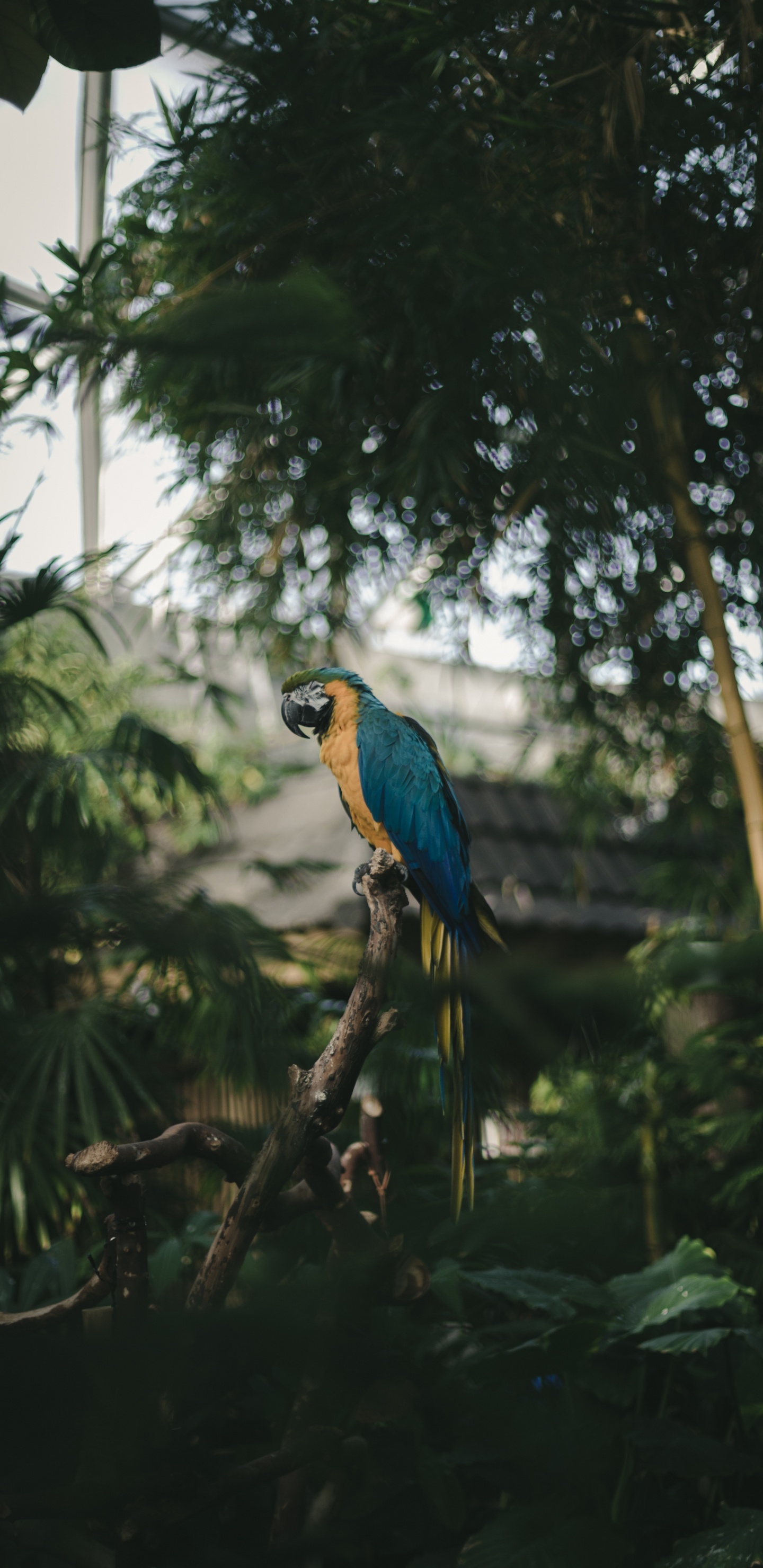 Blue and Yellow Bird on Tree Branch During Daytime. Wallpaper in 1440x2960 Resolution