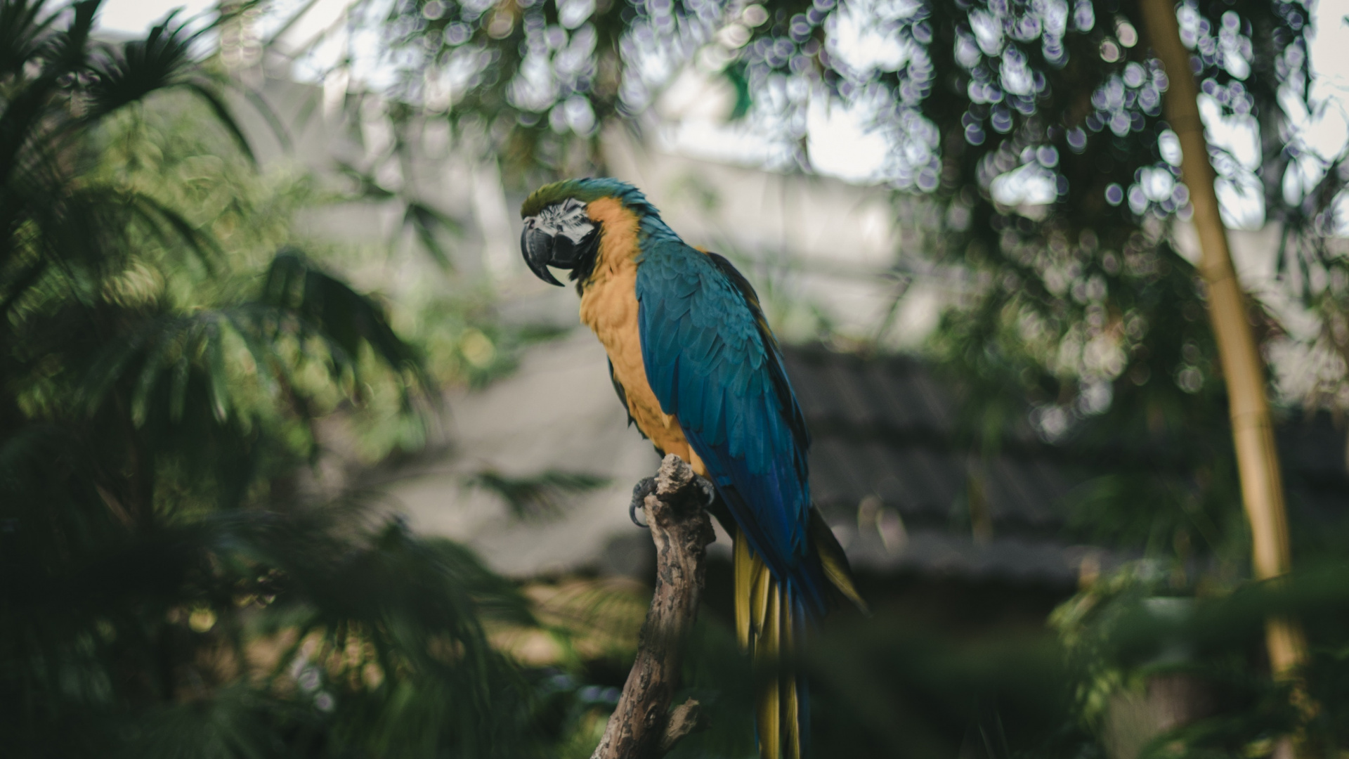 Oiseau Bleu et Jaune Sur Une Branche D'arbre Pendant la Journée. Wallpaper in 1920x1080 Resolution