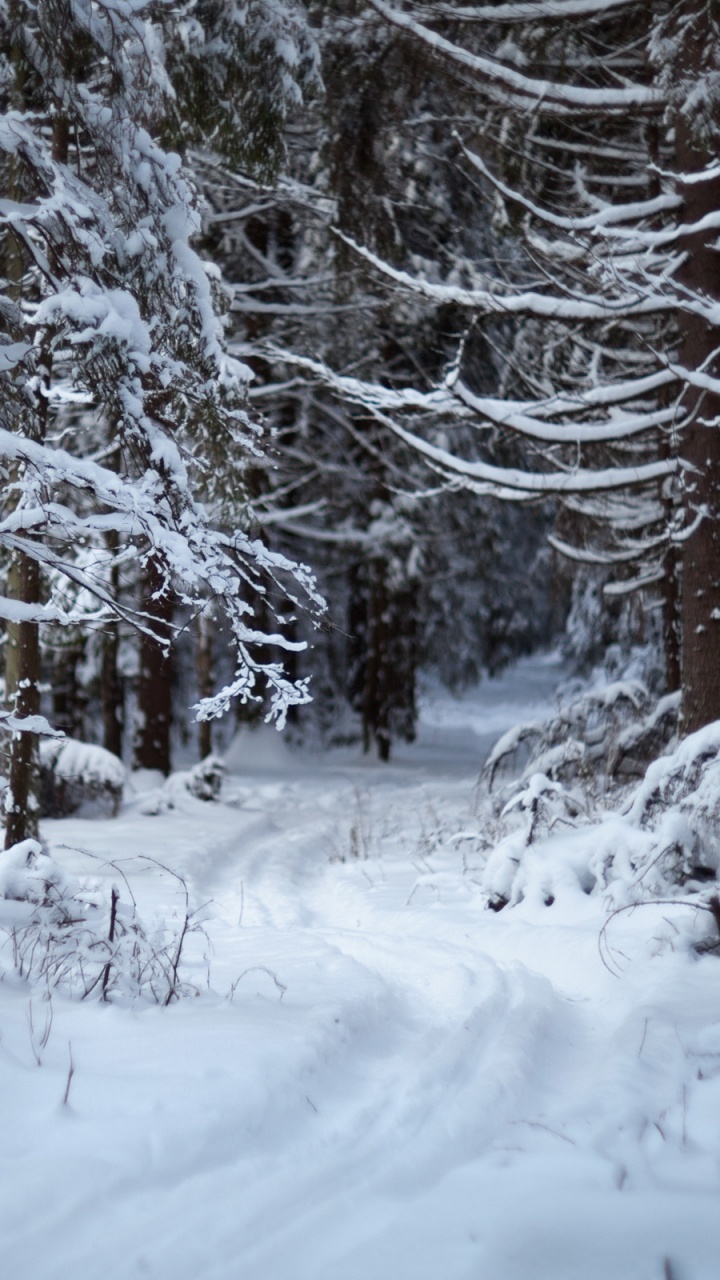Snow Covered Trees During Daytime. Wallpaper in 720x1280 Resolution