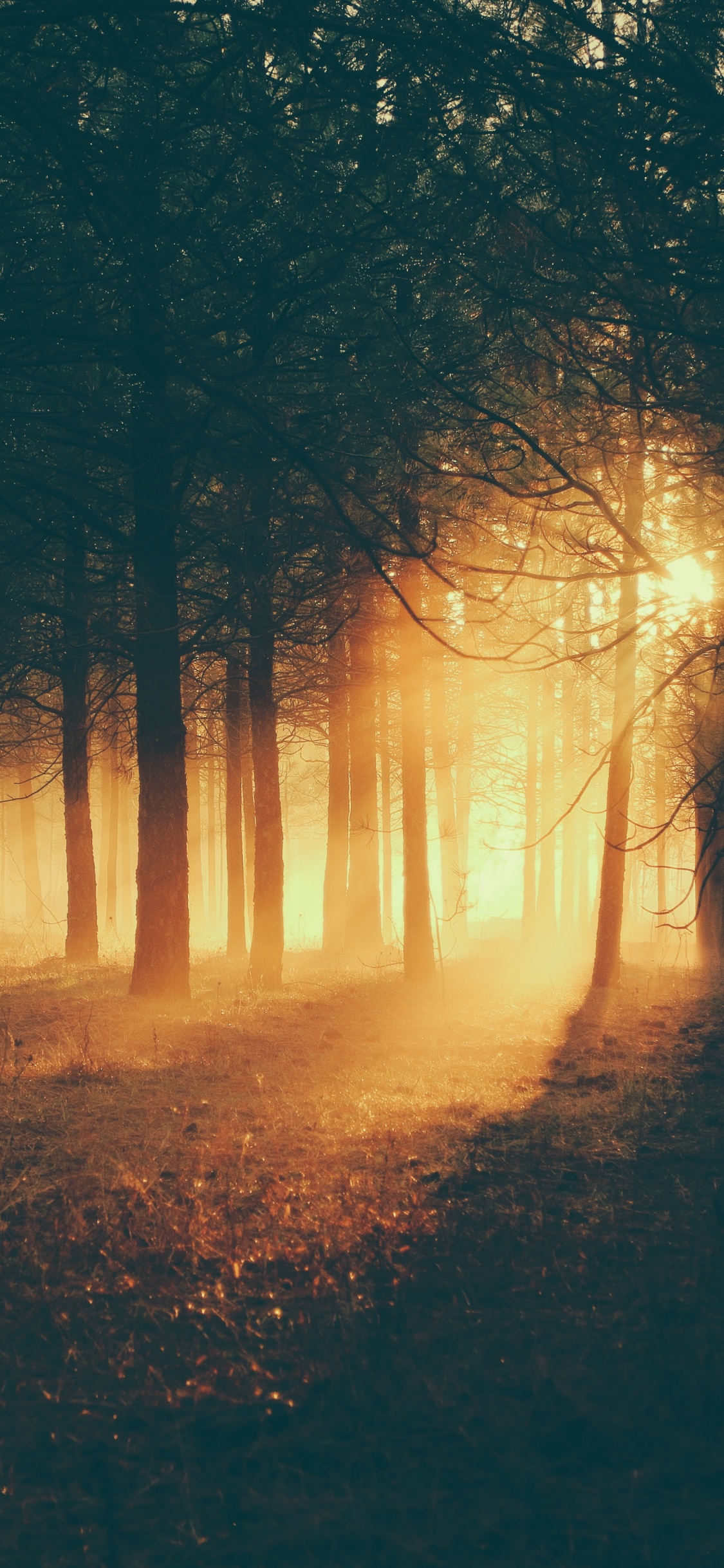 Silhouette of Trees During Sunset. Wallpaper in 1125x2436 Resolution