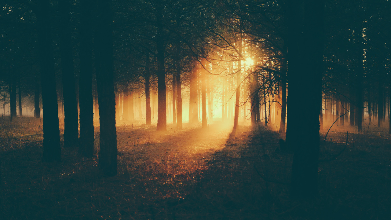 Silhouette of Trees During Sunset. Wallpaper in 1280x720 Resolution