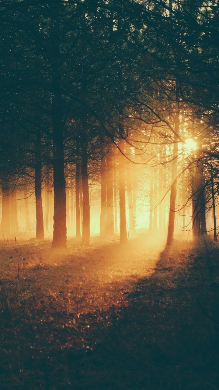 Silhouette of Trees During Sunset. Wallpaper in 720x1280 Resolution