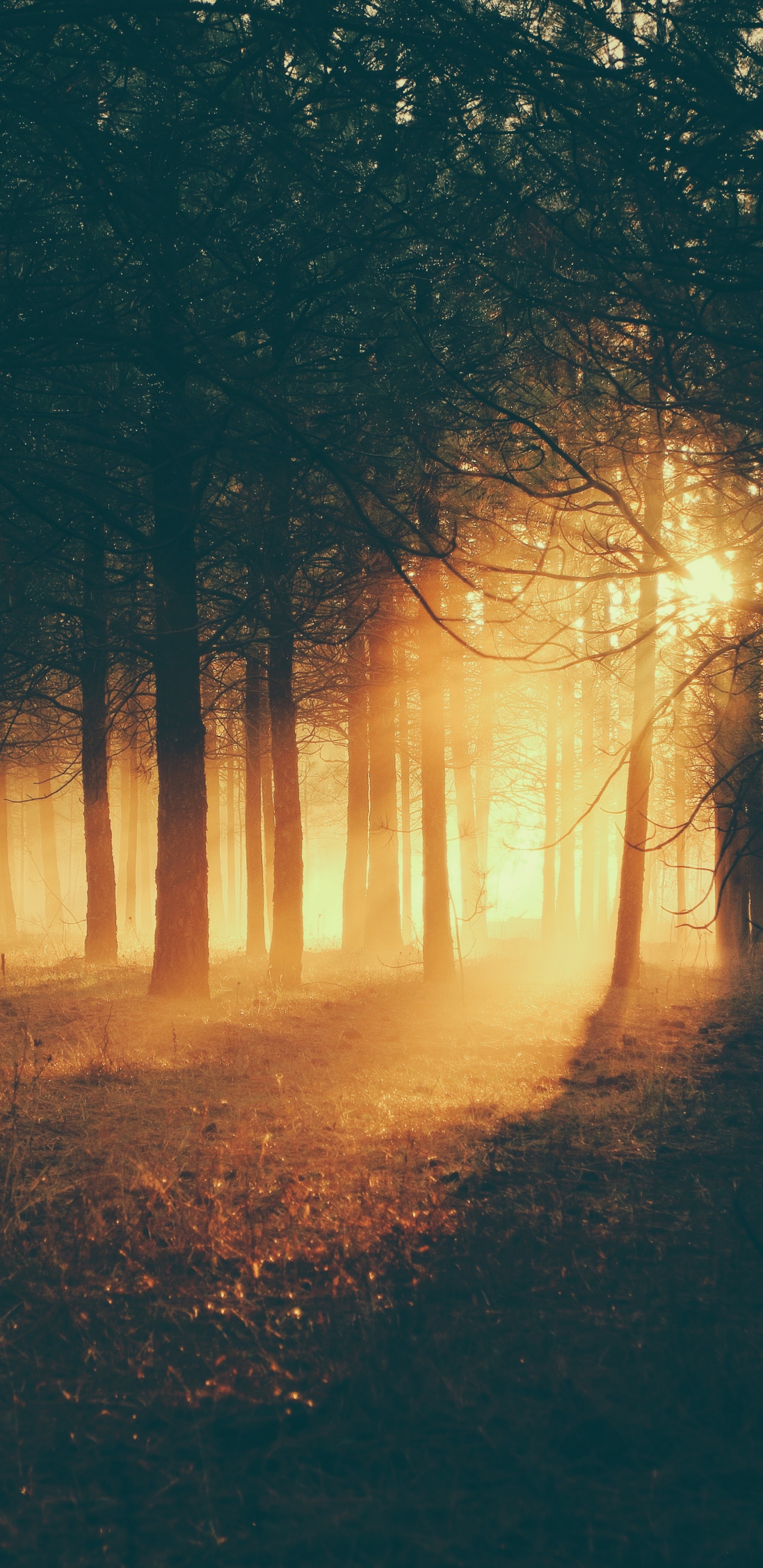 Silueta de Árboles Durante la Puesta de Sol. Wallpaper in 1440x2960 Resolution