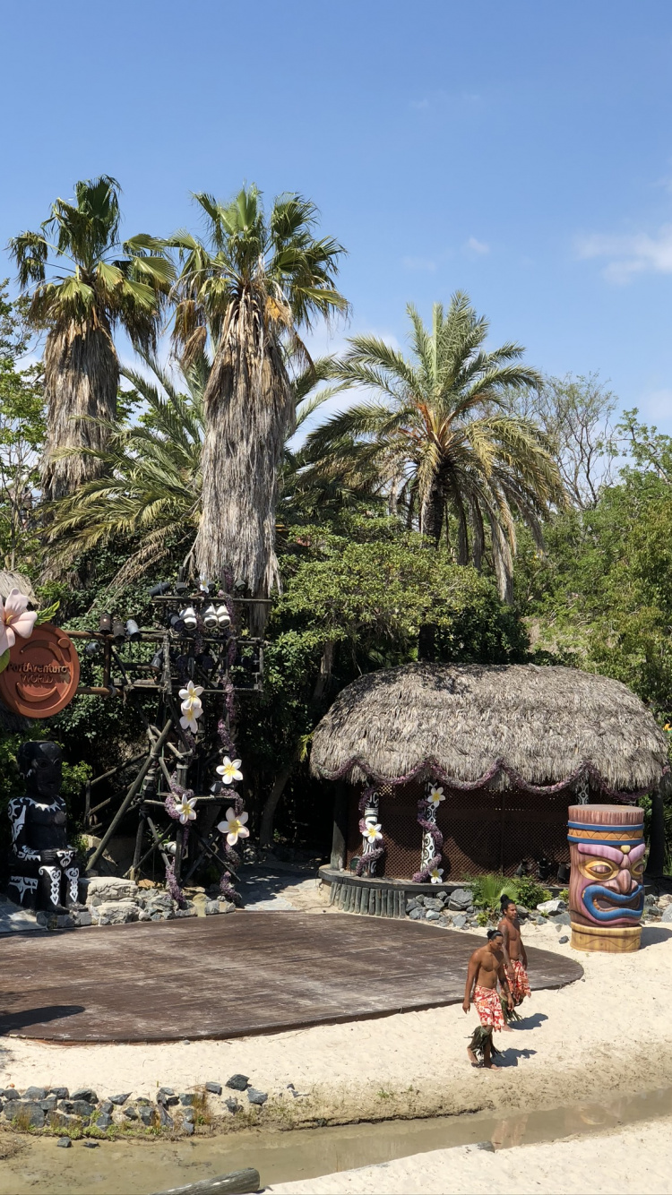 Palm Trees, Tourist Attraction, Date Palm, Tourism, Tree. Wallpaper in 750x1334 Resolution