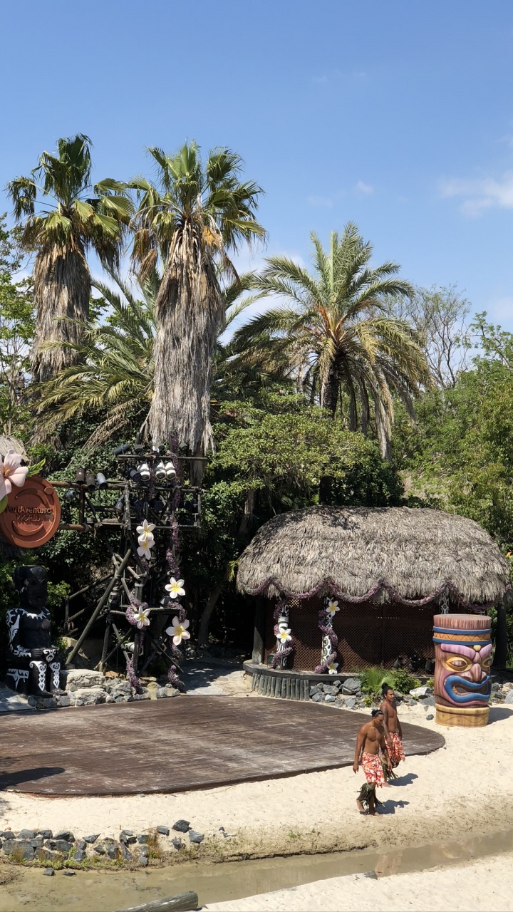 Palmier, Attraction Touristique, Dattier, Tourisme, Plantes Ligneuses. Wallpaper in 720x1280 Resolution