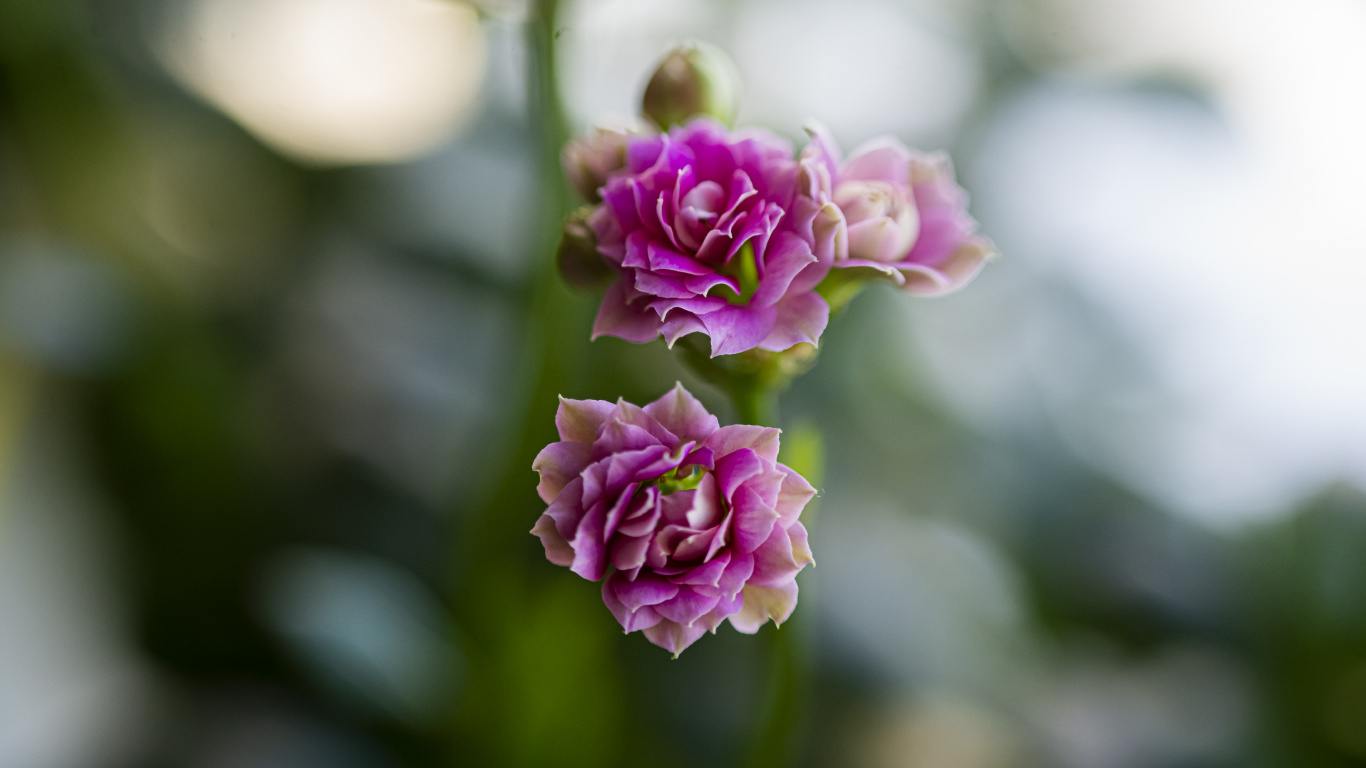 Flora, Plant, Flower, Petal, Rose. Wallpaper in 1366x768 Resolution