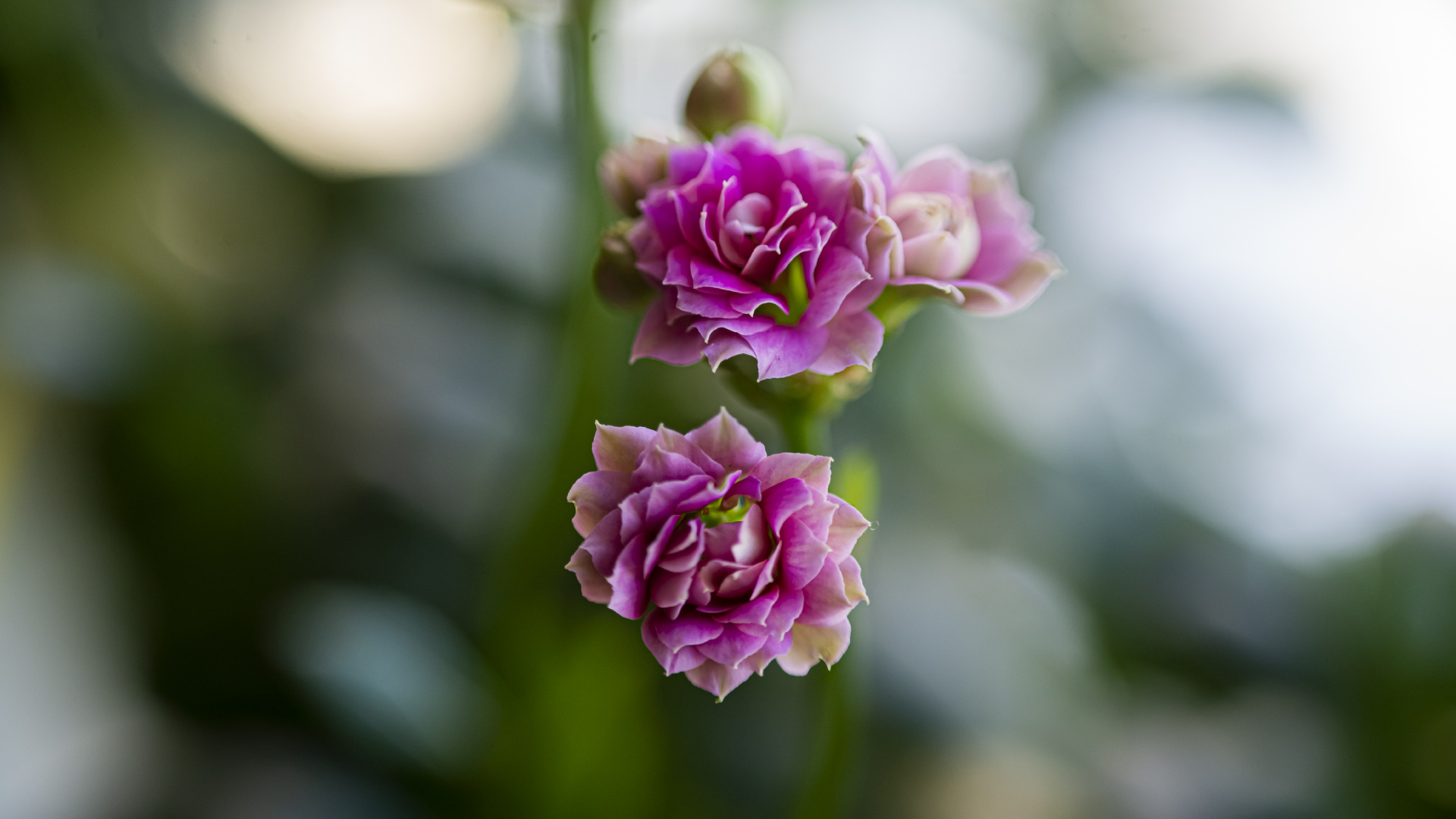 Flora, Plant, Flower, Petal, Rose. Wallpaper in 1920x1080 Resolution