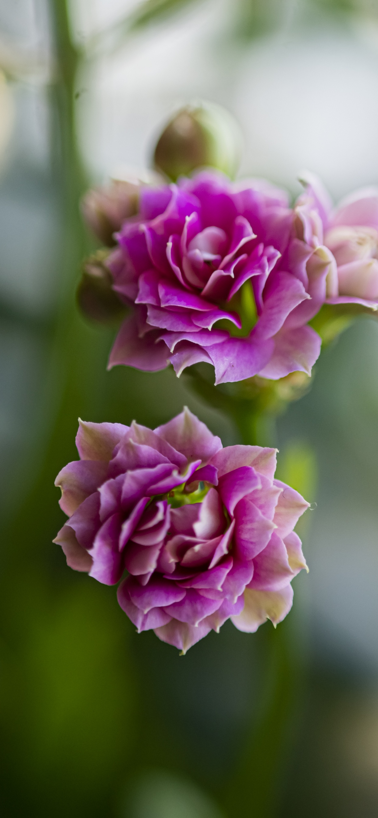 Flore, Pétale, Roses, Rameau, la Floraison de la Plante. Wallpaper in 1242x2688 Resolution