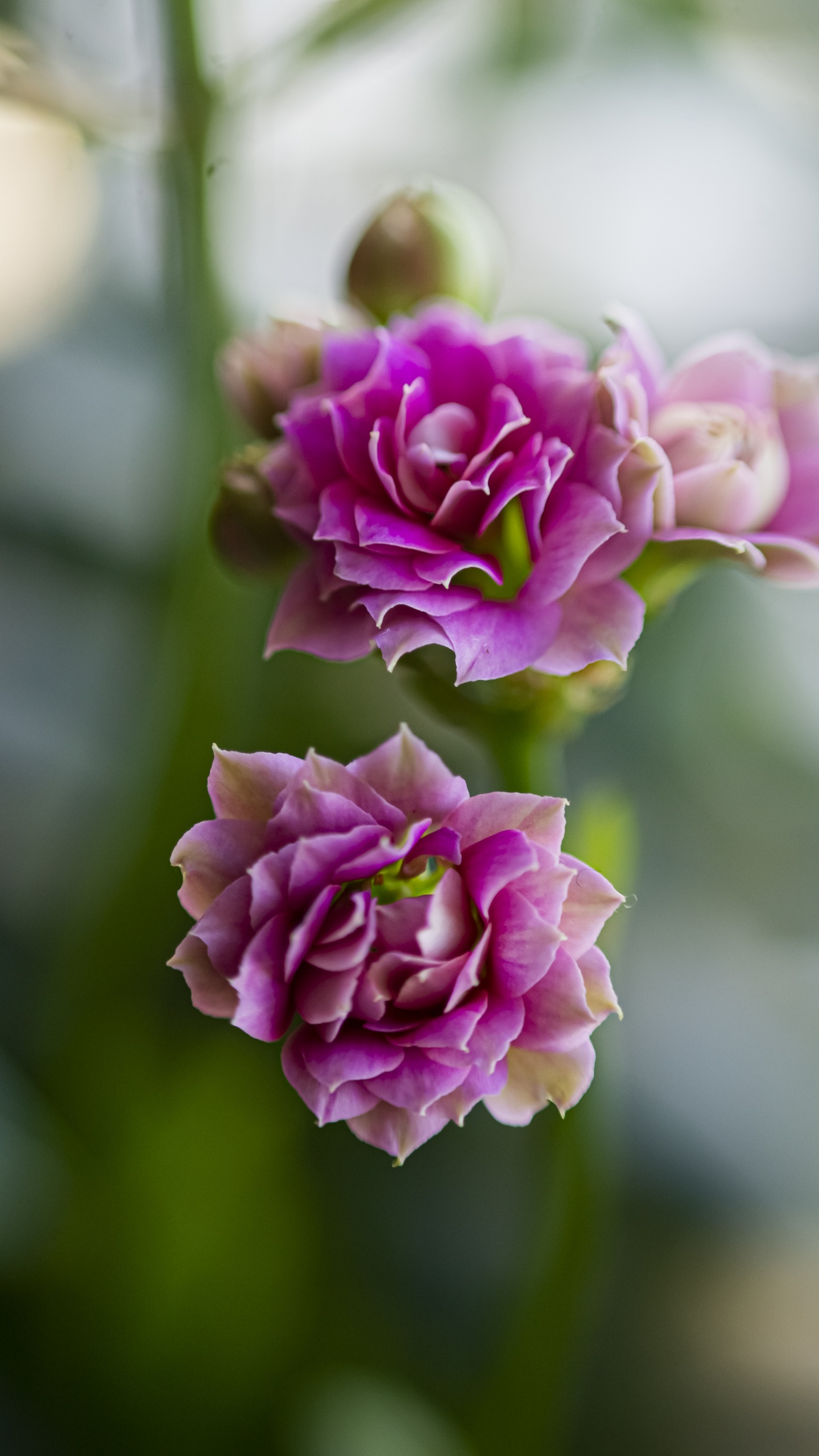 Flore, Pétale, Roses, Rameau, la Floraison de la Plante. Wallpaper in 1440x2560 Resolution