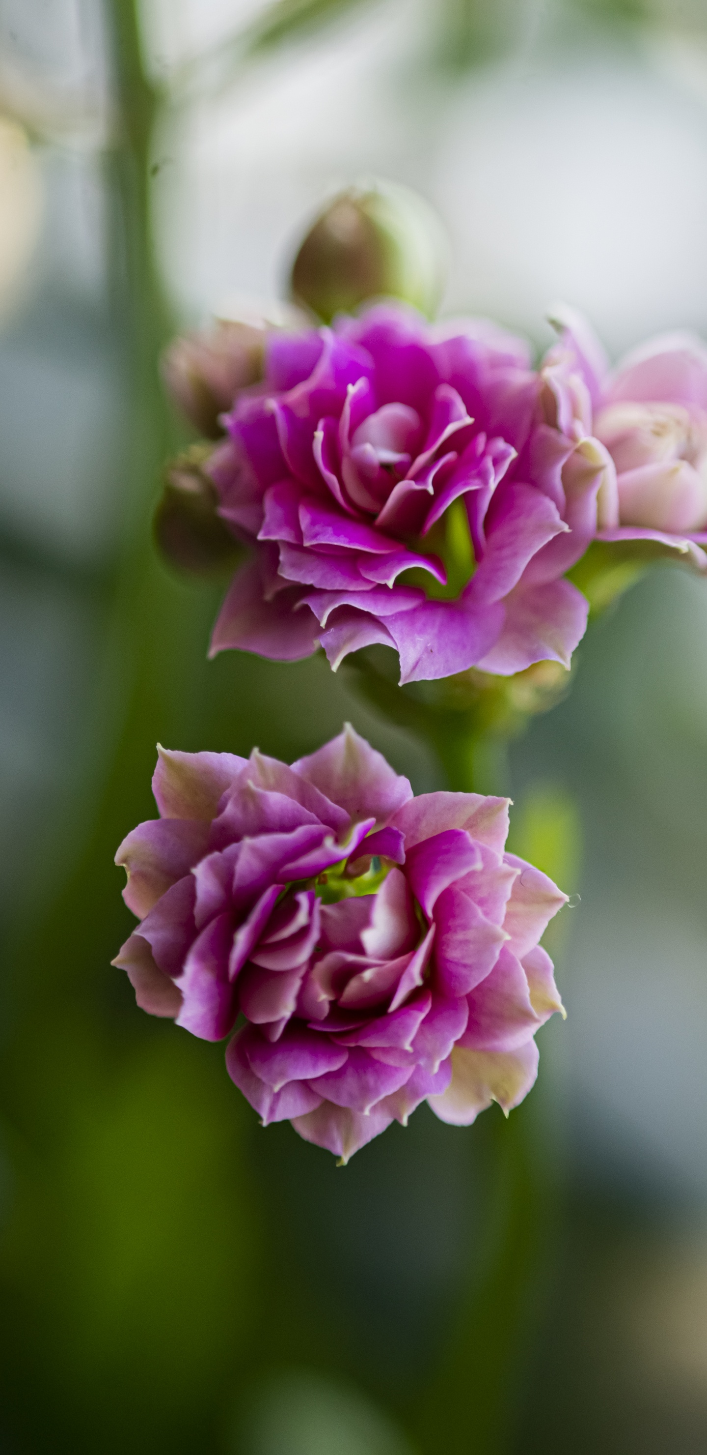 Flore, Pétale, Roses, Rameau, la Floraison de la Plante. Wallpaper in 1440x2960 Resolution