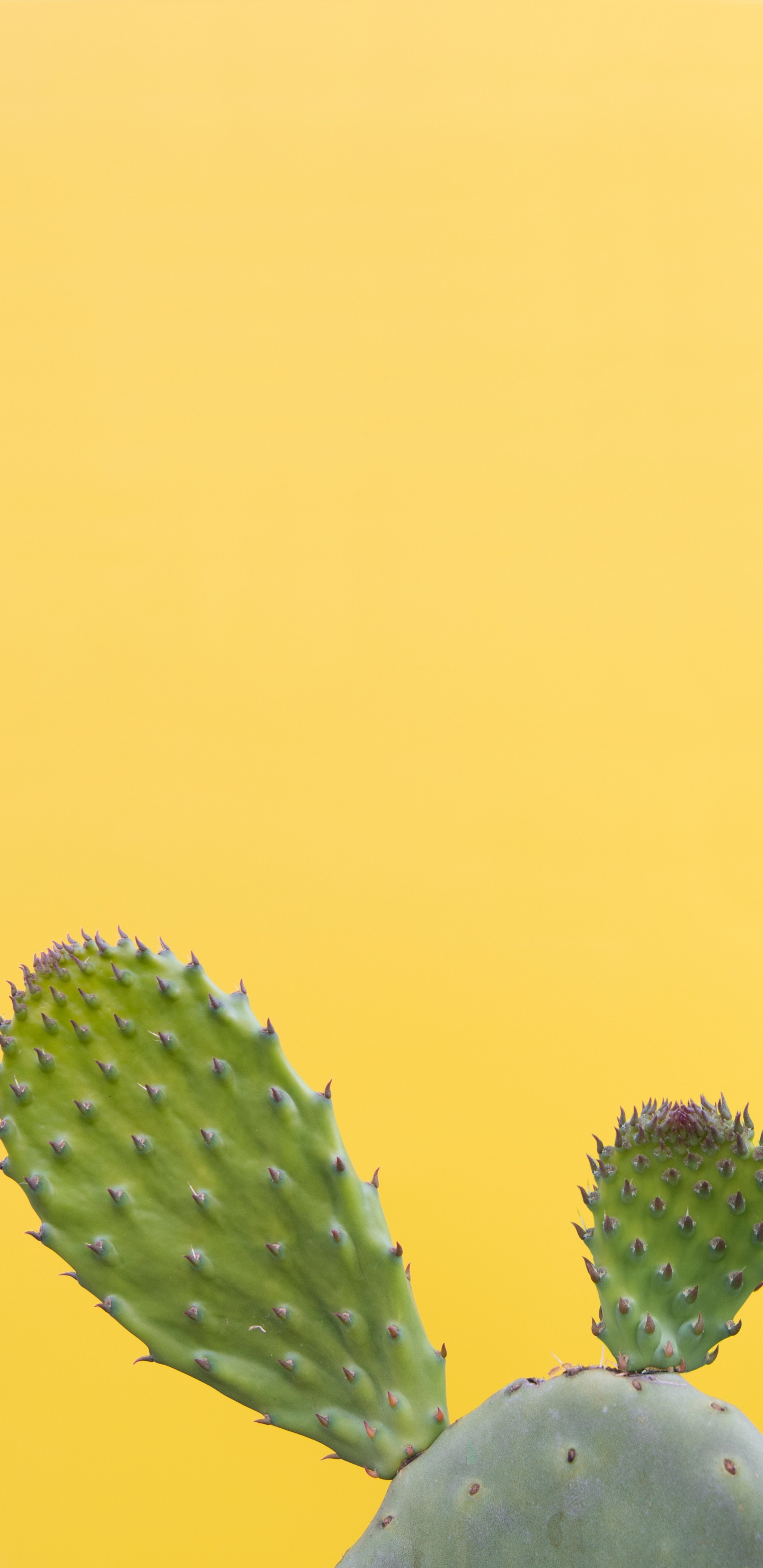 Planta de Cactus Verde en Fotografía de Cerca. Wallpaper in 1440x2960 Resolution