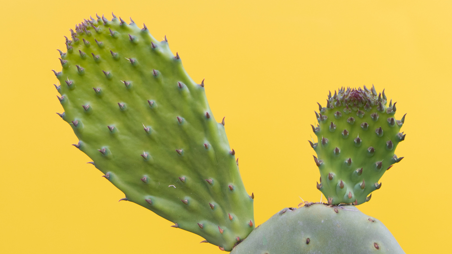 Planta de Cactus Verde en Fotografía de Cerca. Wallpaper in 1920x1080 Resolution