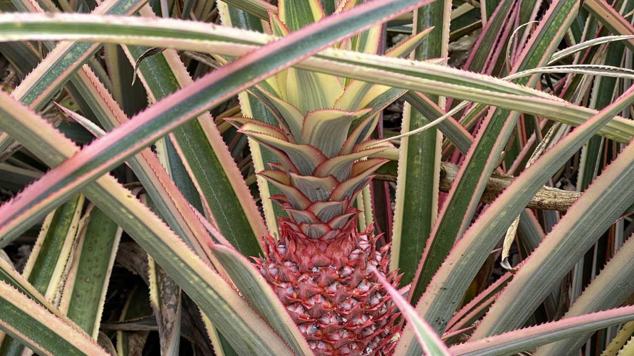 Flora, Pflanzen-Stammzellen, Blatt, Sah Palmetto, Wissenschaft. Wallpaper in 1280x720 Resolution