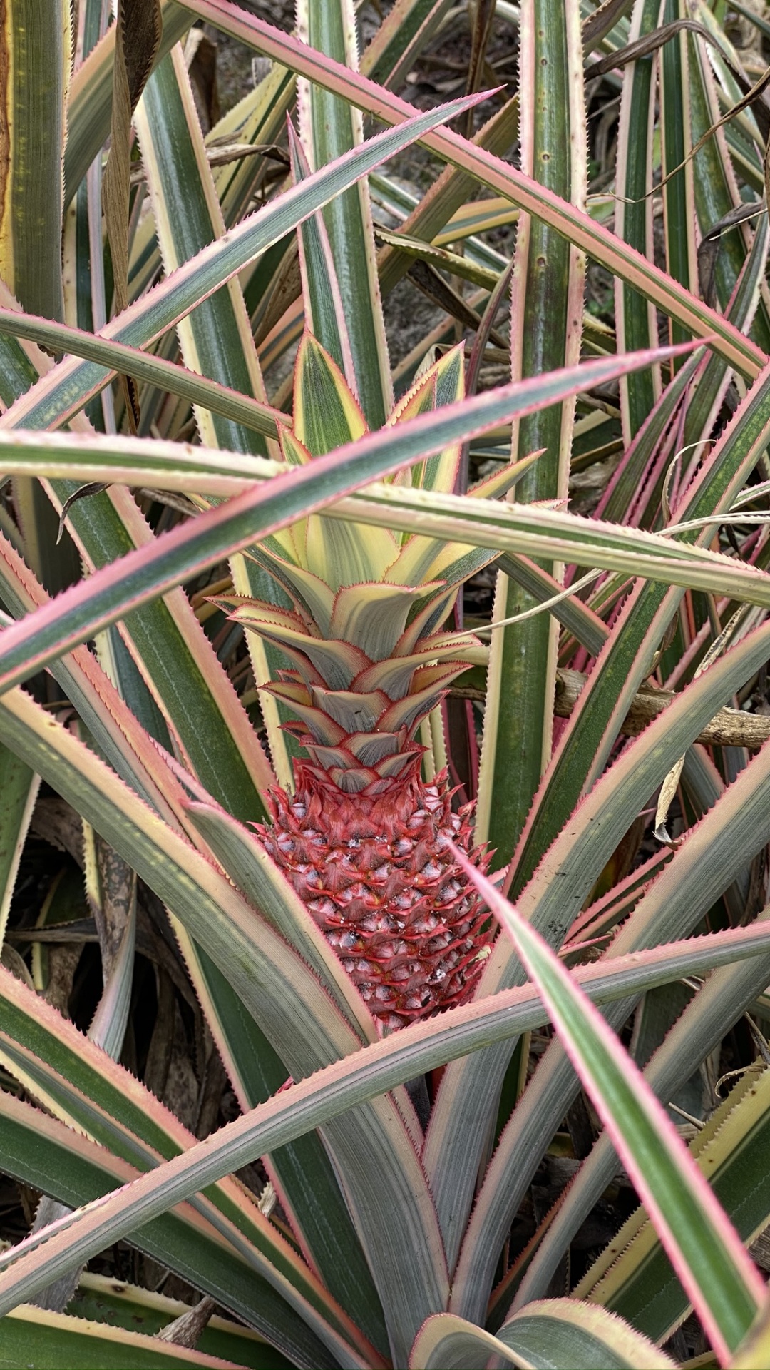 Flora, Plant Stem, Leaf, Grasses, Saw Palmetto. Wallpaper in 1080x1920 Resolution