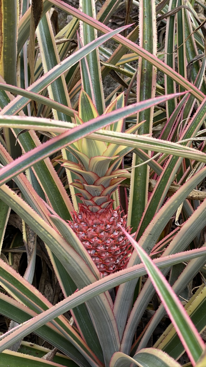 Flore, Tige de la Plante, Feuille, Saw Palmetto, Sciences. Wallpaper in 720x1280 Resolution