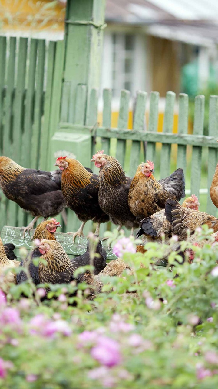 Braunes Huhn Auf Lila Blumenfeld. Wallpaper in 720x1280 Resolution