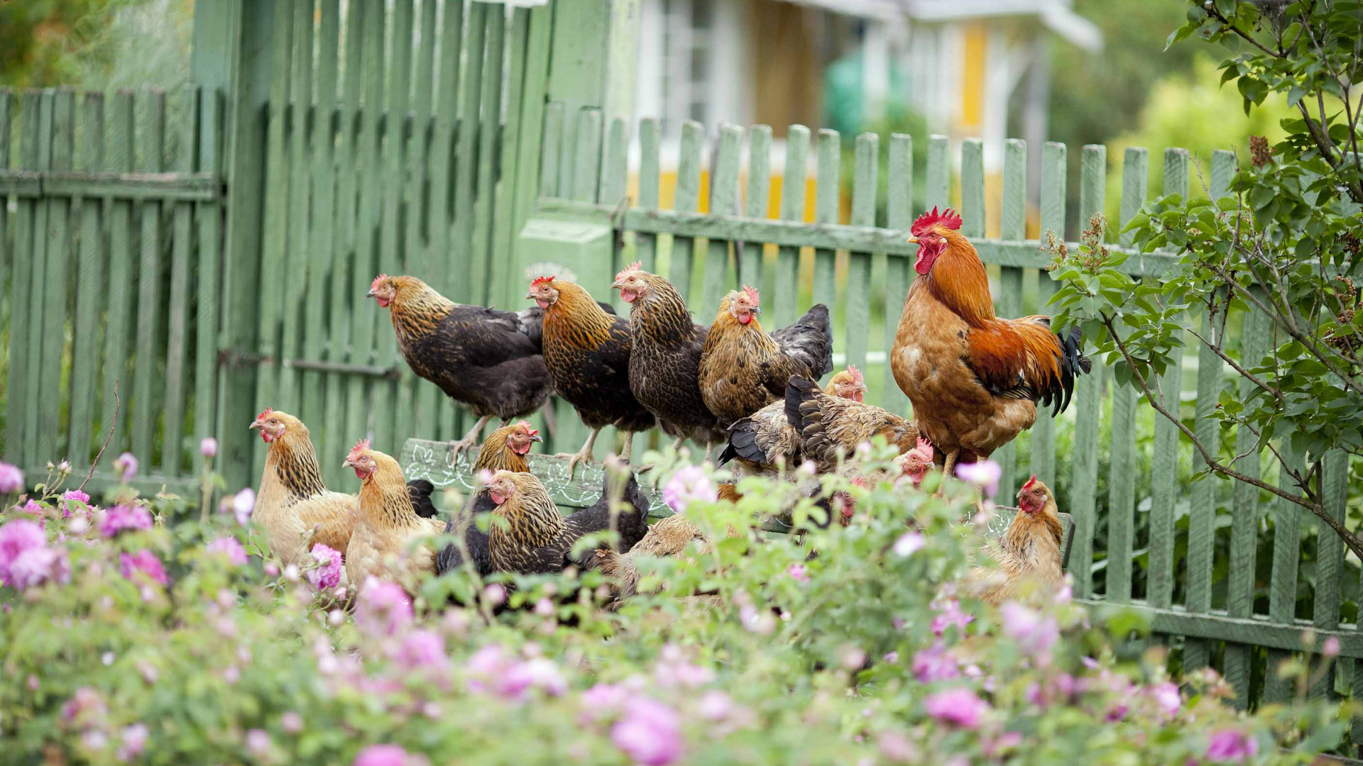 Poulet Brun Sur Champ de Fleurs Violettes. Wallpaper in 1920x1080 Resolution