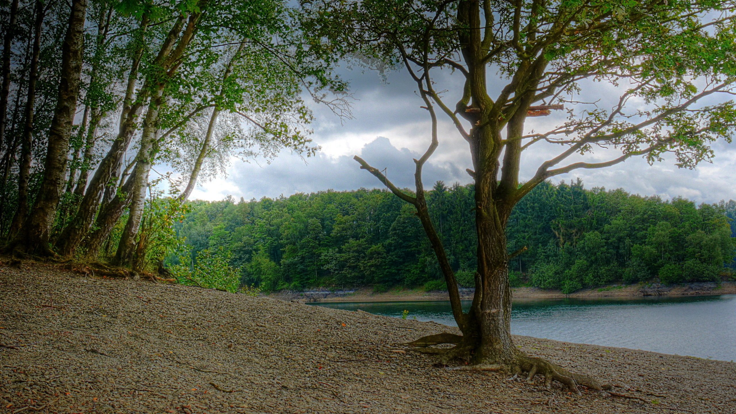 Green Trees Near River During Daytime. Wallpaper in 2560x1440 Resolution