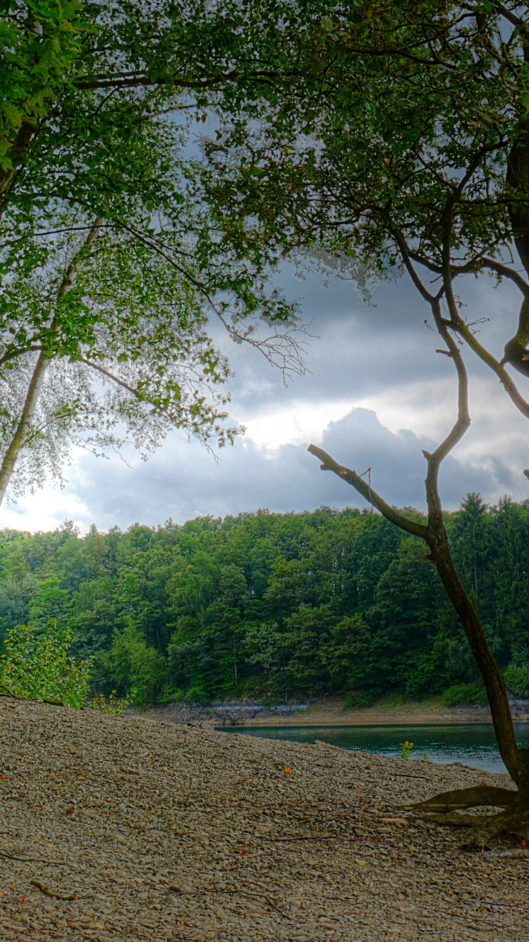Green Trees Near River During Daytime. Wallpaper in 750x1334 Resolution