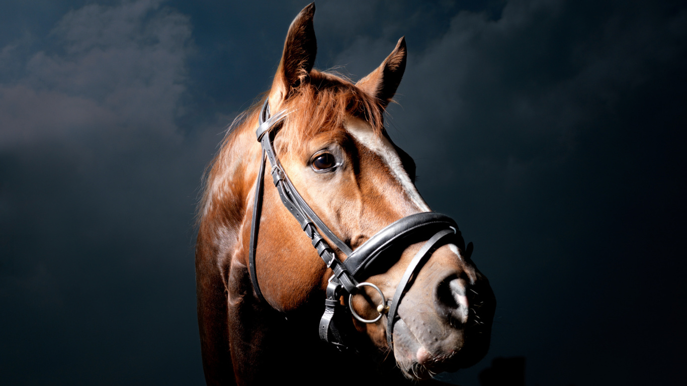 Brown Horse With Black Leather Saddle. Wallpaper in 1366x768 Resolution