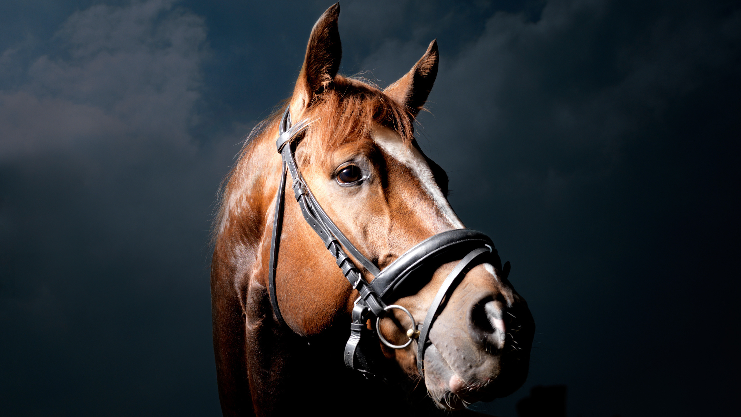 Brown Horse With Black Leather Saddle. Wallpaper in 2560x1440 Resolution