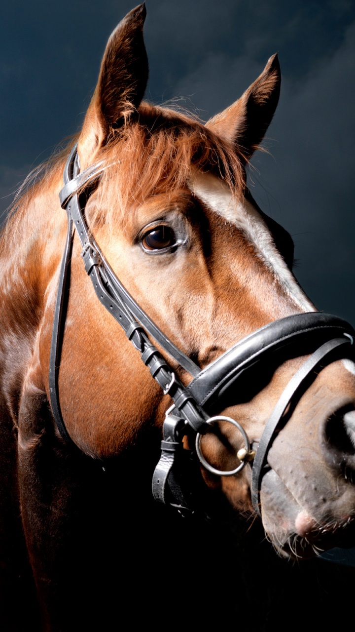 Brown Horse With Black Leather Saddle. Wallpaper in 720x1280 Resolution