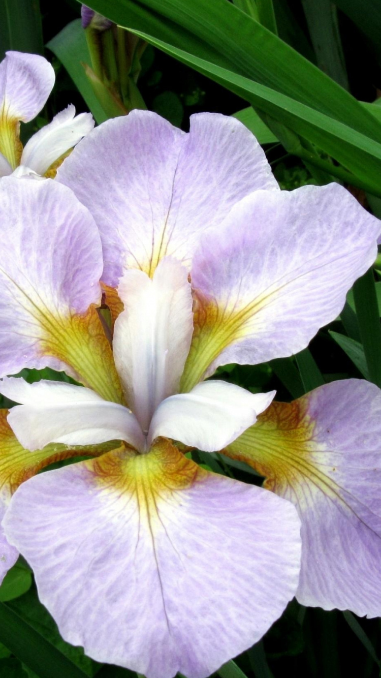 Flor Morada y Blanca en Fotografía de Cerca. Wallpaper in 750x1334 Resolution
