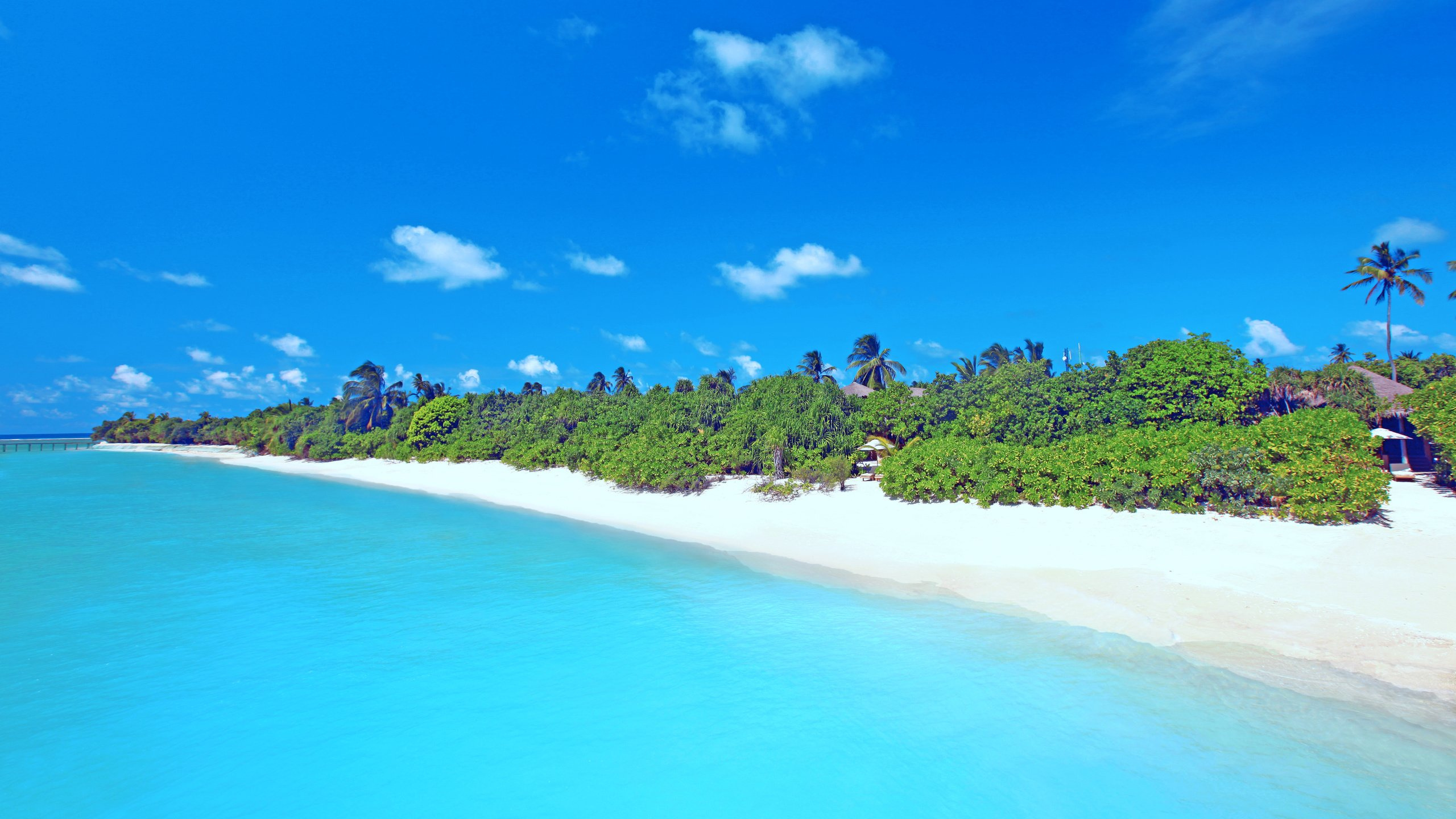 Green Trees on Seashore During Daytime. Wallpaper in 2560x1440 Resolution